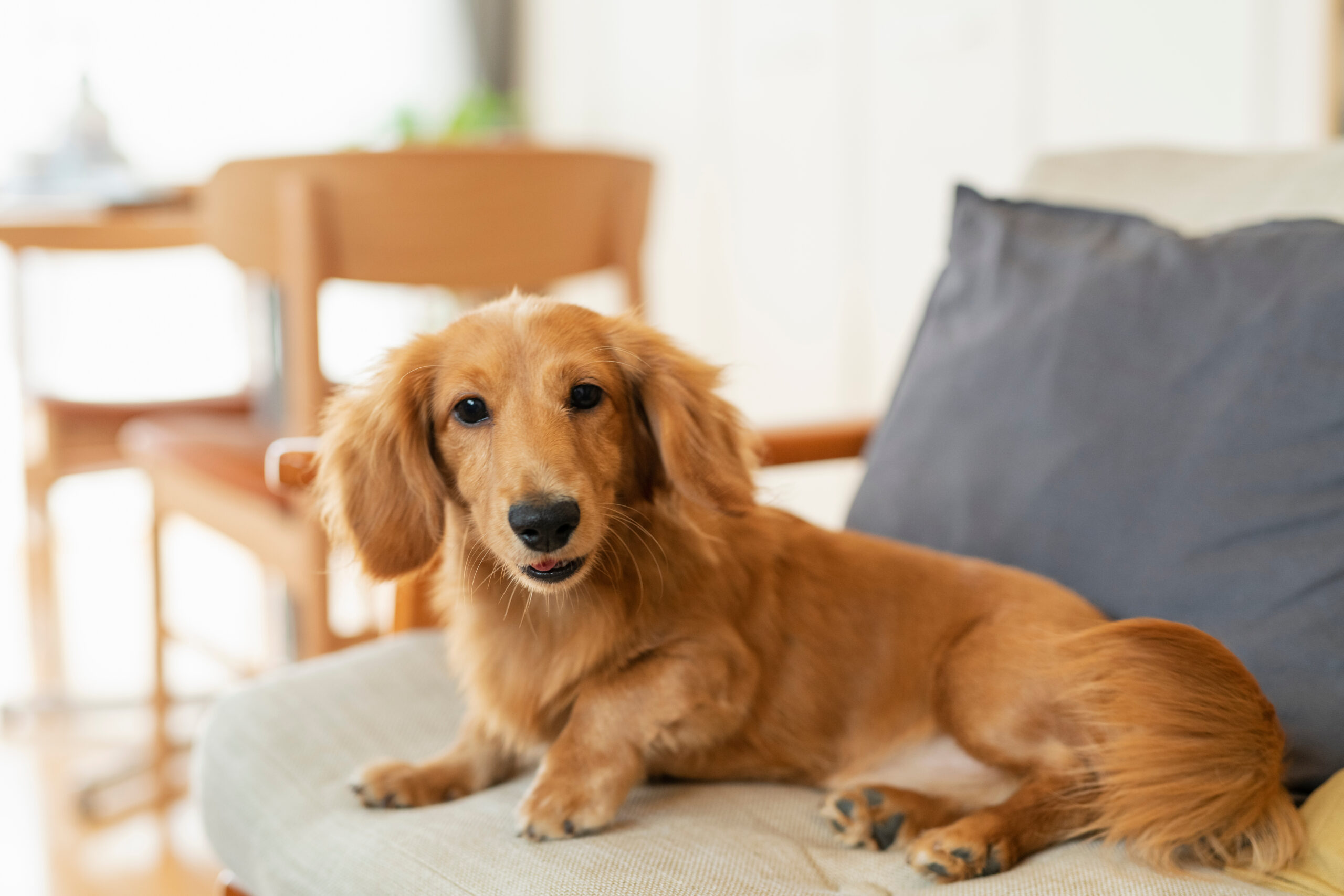 ペット（犬・猫）のための床材選び！滑らない・傷つかないおすすめ素材と選び方