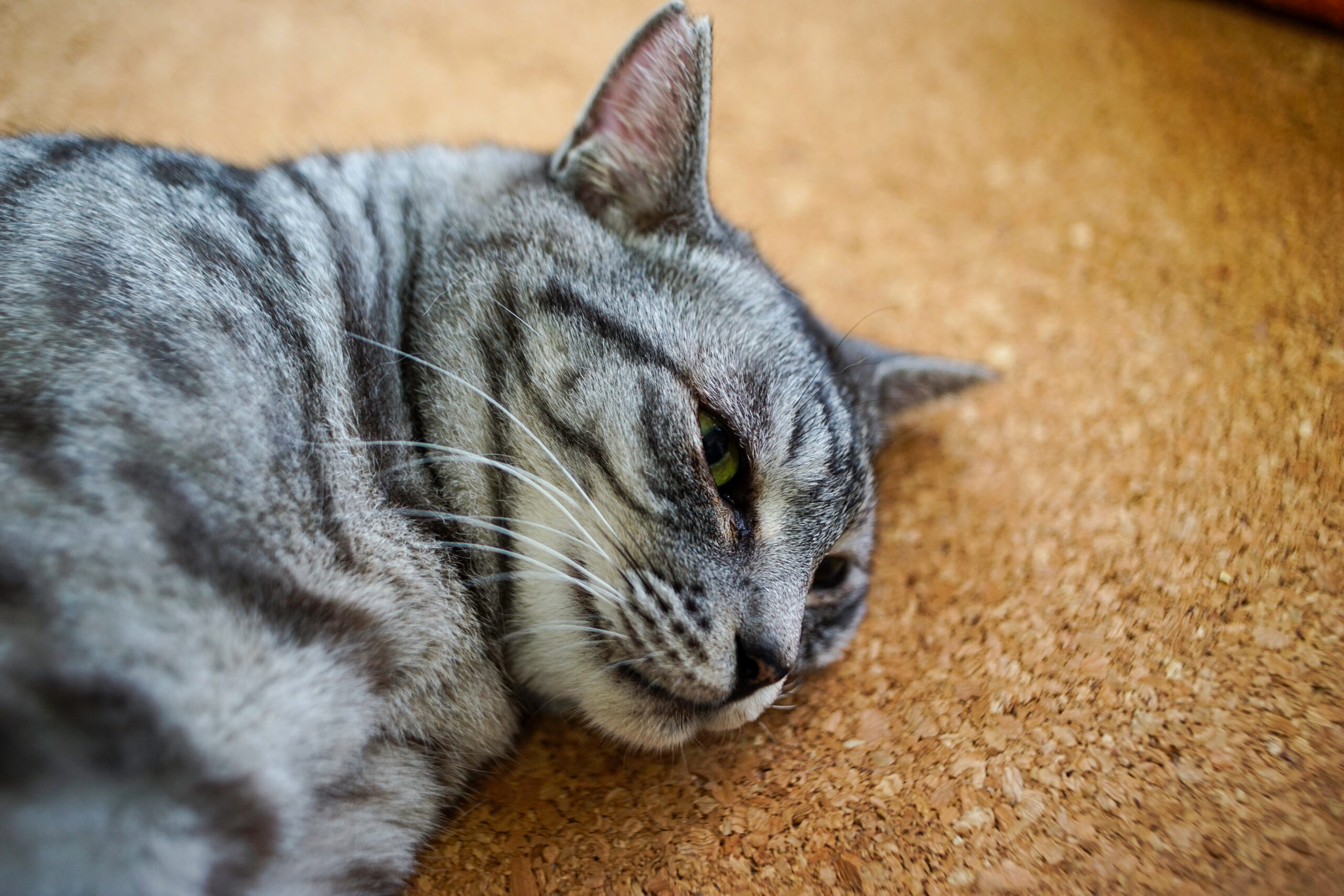 コルクマットの上で寝る猫